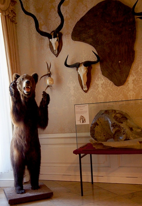 Zamek w Rydzynie - Sala Myśliwska, stojący niedźwiedź brunatny