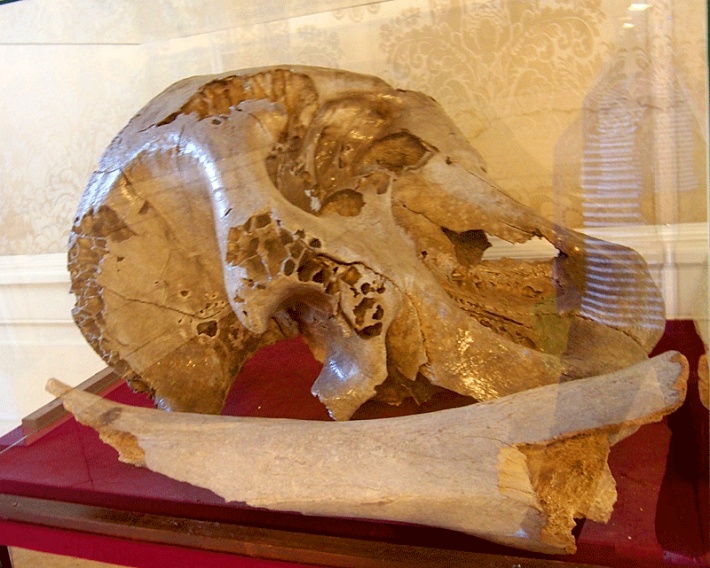 Zamek w Rydzynie - Sala Myśliwska, czaszka mamuta oraz kość jednej z jego kończyn