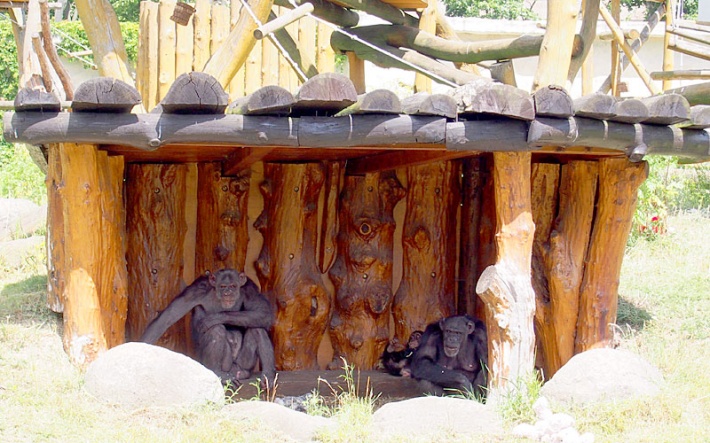w warszawskim ZOO - rodzina szympansów