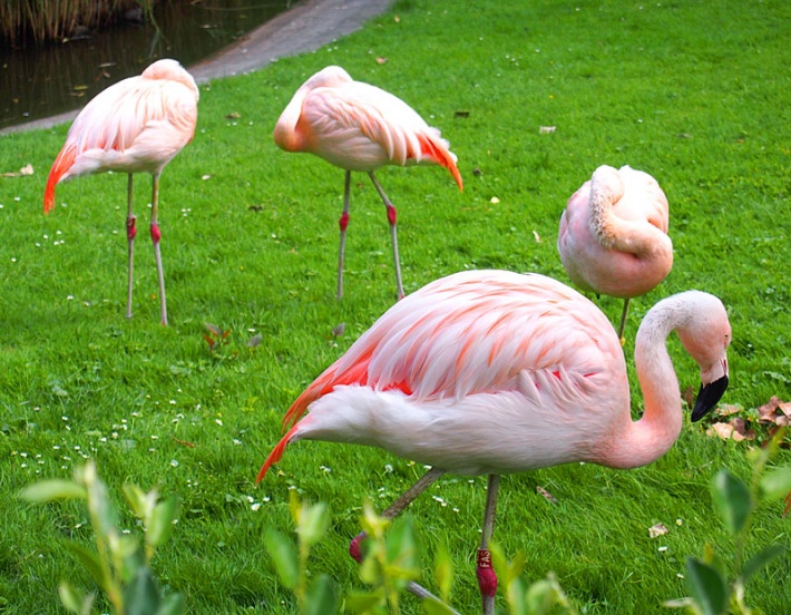 w warszawskim ZOO - flamingi