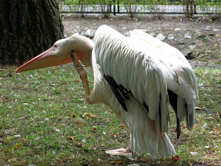w warszawskim ZOO - pelikan