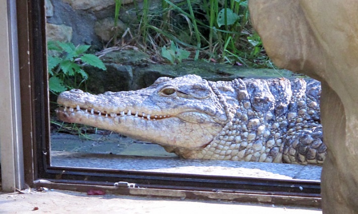 w warszawskim ZOO - krokodyl