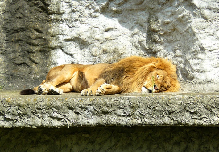 w warszawskim ZOO - śpiący lew