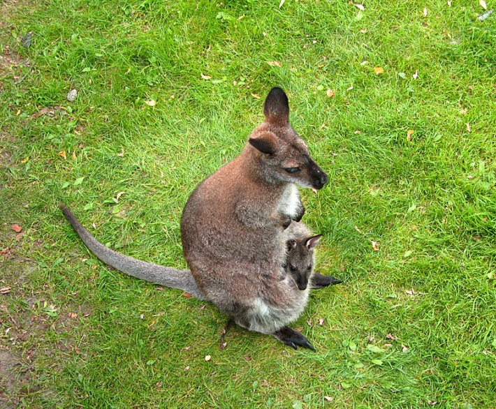 w warszawskim ZOO - kangur na wybiegu australijskim