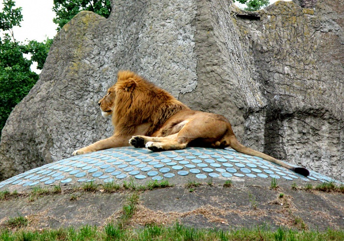 w warszawskim ZOO - lew, król zwierząt