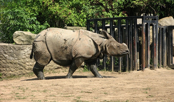 w warszawskim ZOO - indyjski nosorożec pancerny