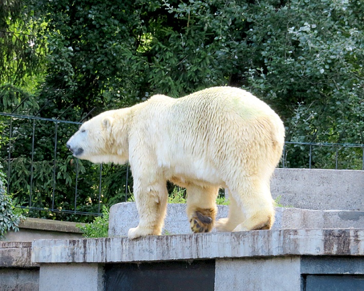 W warszawskim ZOO - niedźwiedź polarny