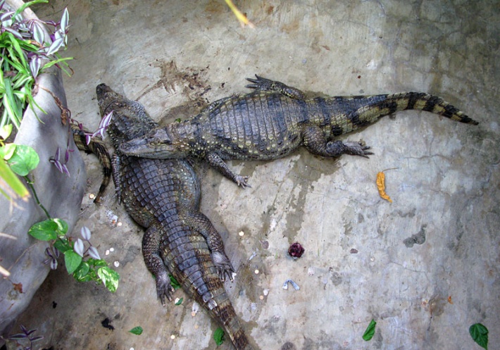 w warszawskim ZOO - krokodyle w herpetarium
