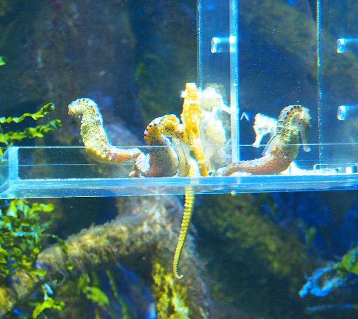 w warszawskim ZOO - akwarium, koniki morskie