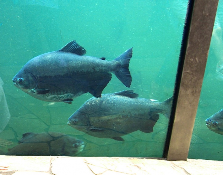 w warszawskim ZOO - ryby w basenie hipopotamów