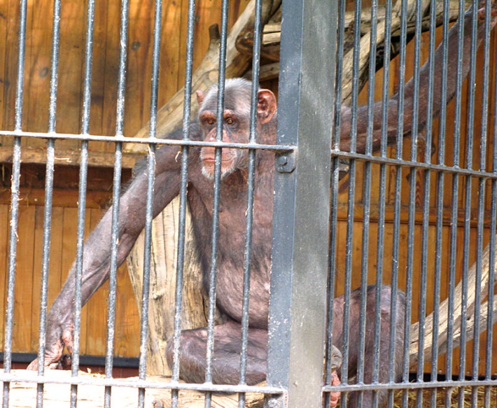 w warszawskim ZOO - szympans w starej klatce