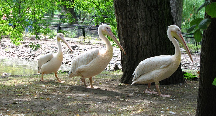 w warszawskim ZOO - pelikany