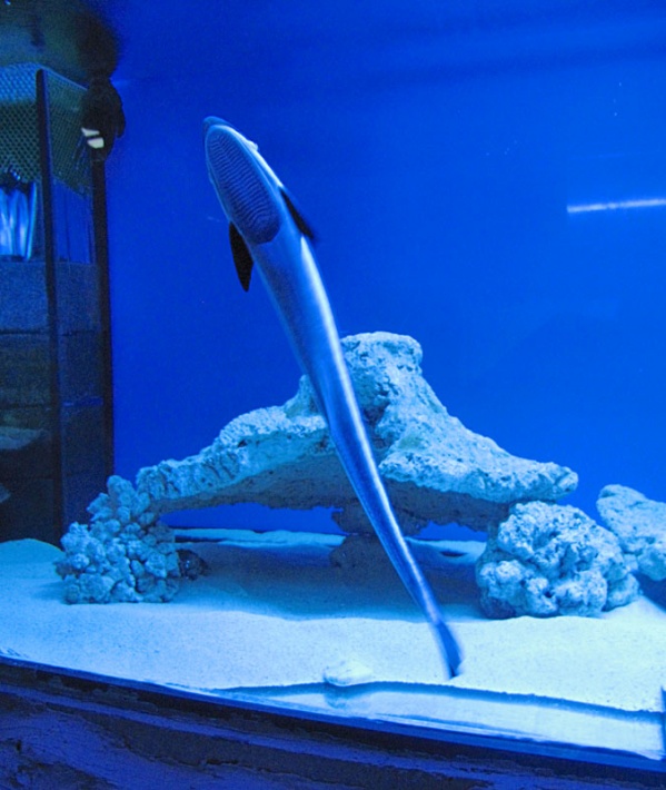 Łeba - w Oceanarium Delfin House