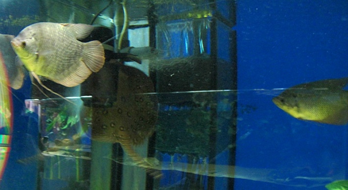 Łeba - w Oceanarium Delfin House
