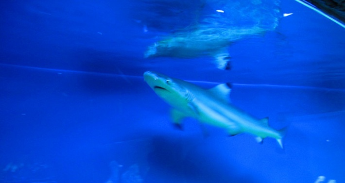 Łeba - w Oceanarium Delfin House, rekin czarnopłetwy