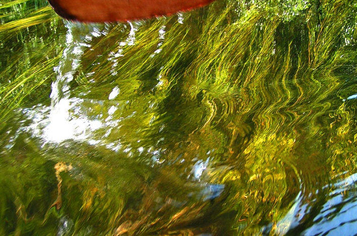 Piława - bujna roślinność wodna