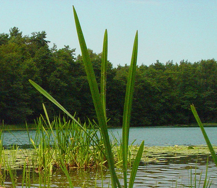 jezioro Strzeszyno