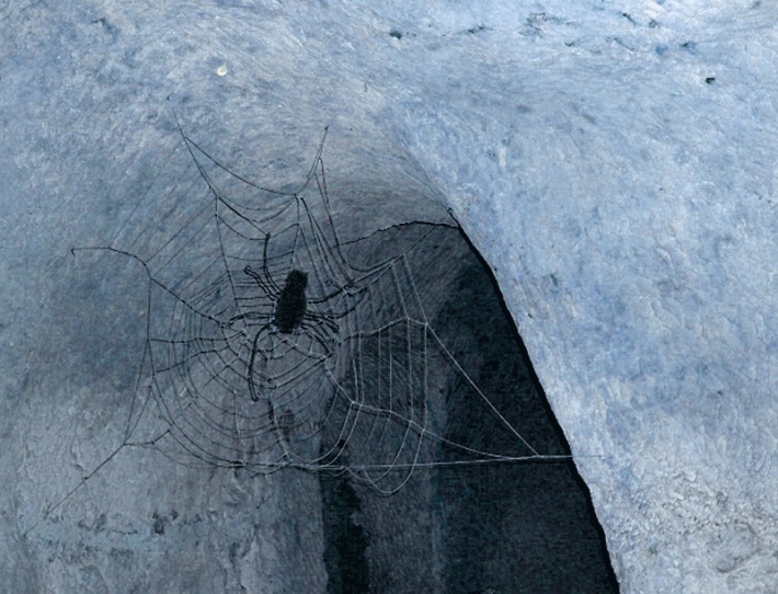 Chełmskie Podziemia Kredowe - pająk jak żywy