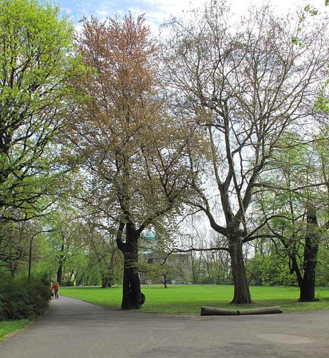 Pałac Królikarnia w Warszawie - pomnikowe drzewa przed pałacem