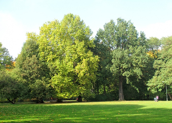 Pałac Królikarnia w Warszawie - pomnikowe drzewa w parku